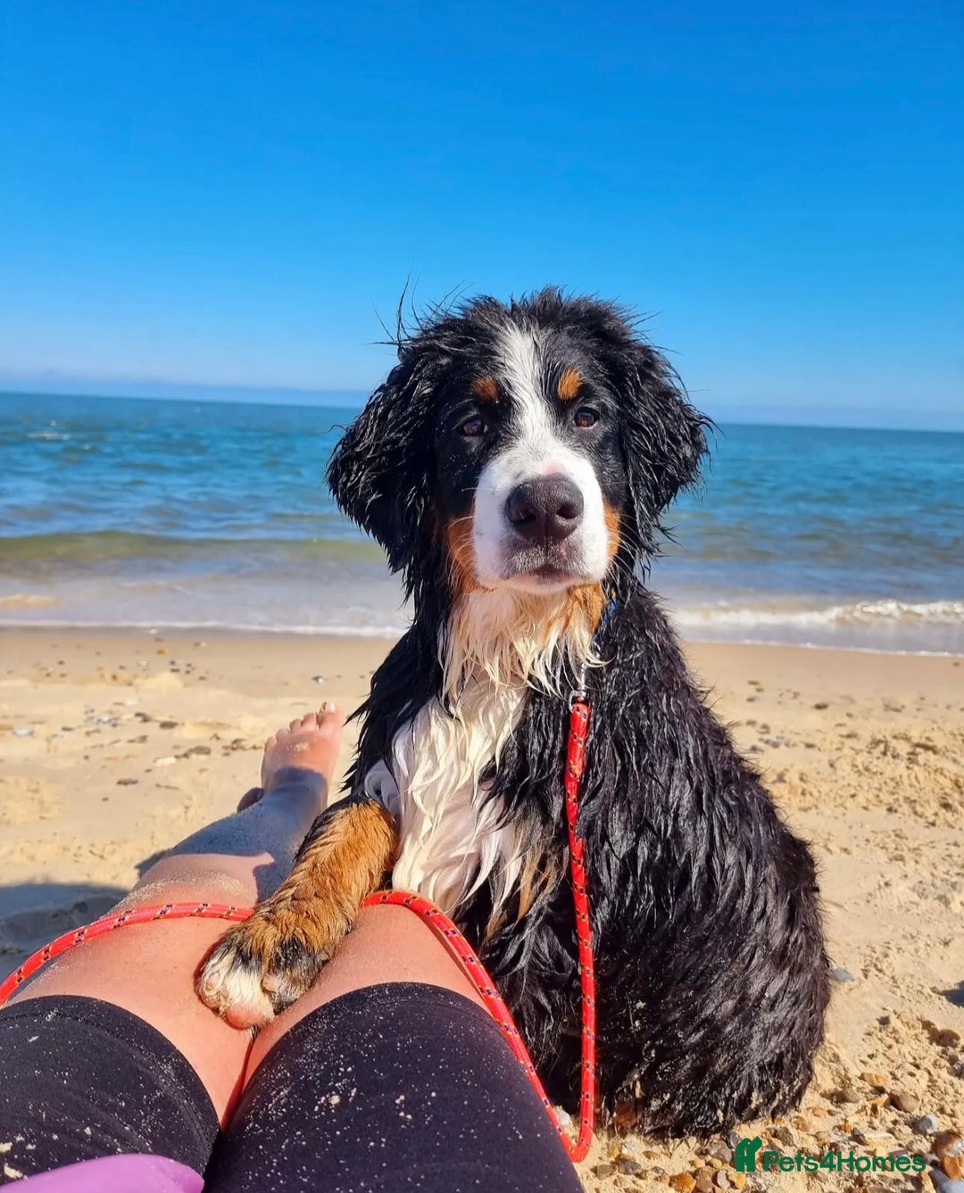 Bernese Mountain Dog dogs for sale: Beautiful Girl looking for her forever home  - Image 8