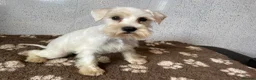 Miniature Schnauzer dogs for sale: Miniature Schnauzer puppy  - Advert 3