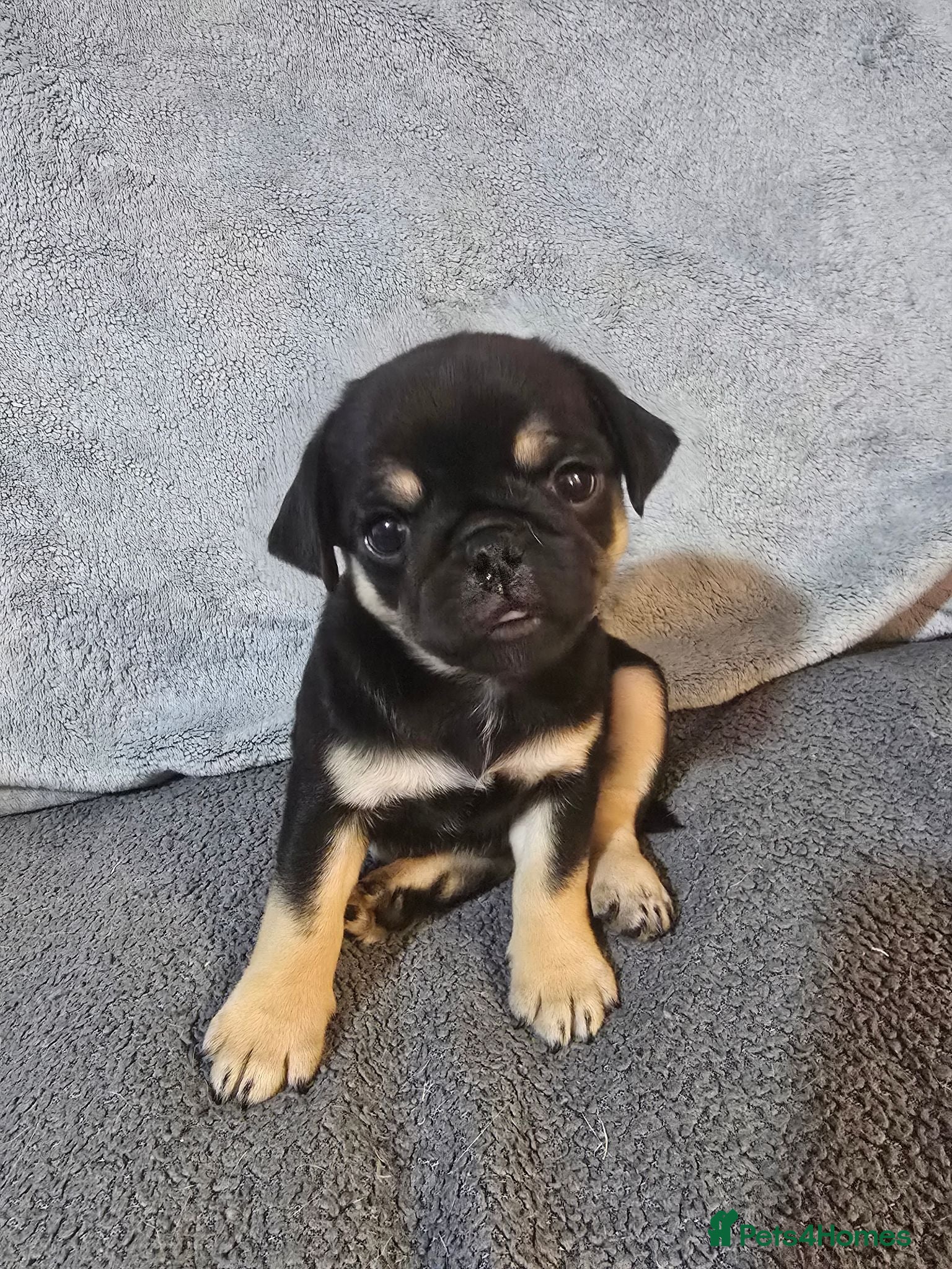 Pug dogs Kc registered Pug puppies  - Advert 3
