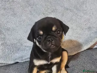 Pug dogs Kc registered Pug puppies - Advert 3