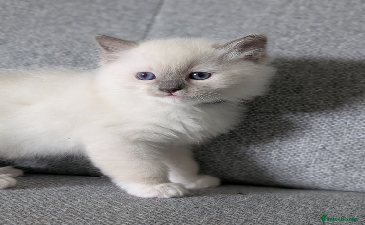 Ragdoll cats - Advert 2