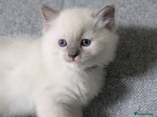 Ragdoll cats - Advert 27