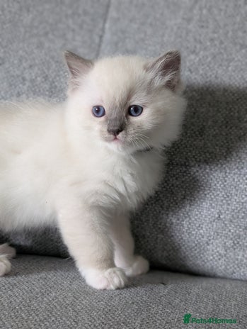 Ragdoll cats - Advert 7