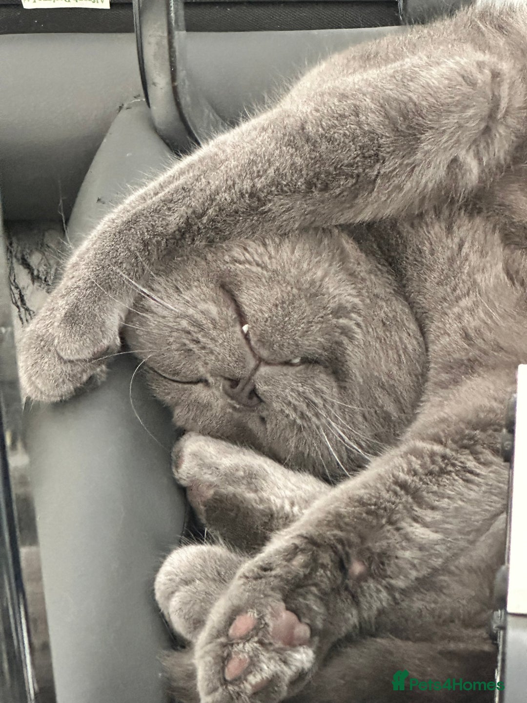 British Shorthair cats for sale: Male British shorhair - Image 5