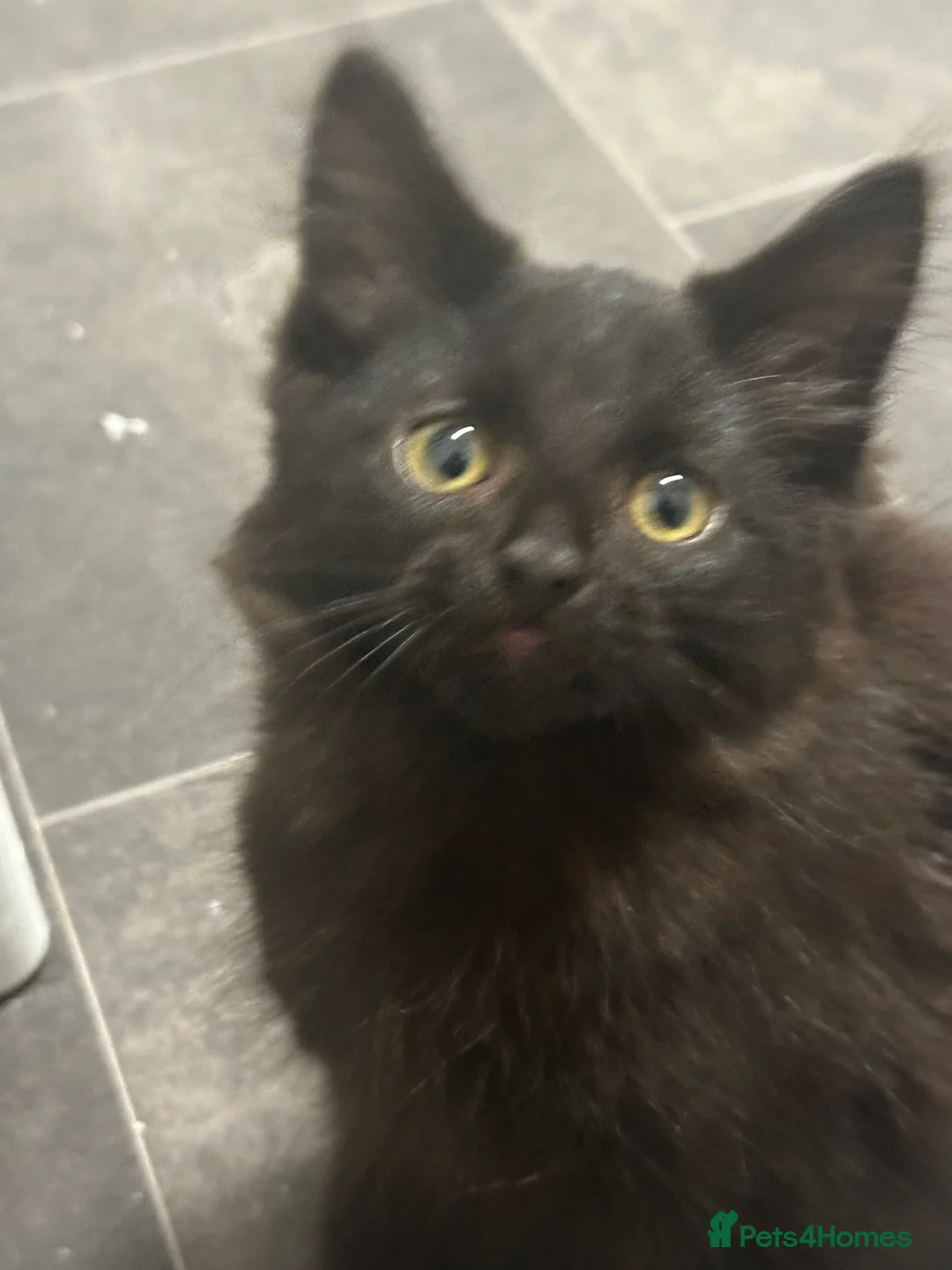 Mixed Breed cats for sale: Kittens - Advert 8