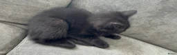 Mixed Breed cats for sale: Kitten for sale - Advert 5