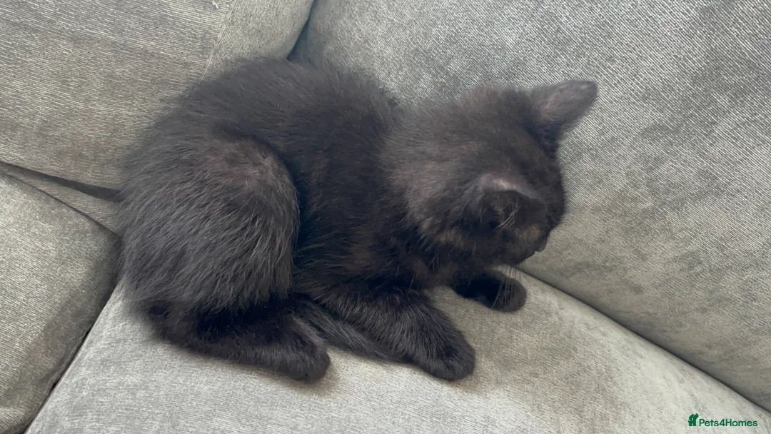 Mixed Breed cats for sale: Kitten for sale - Advert 5