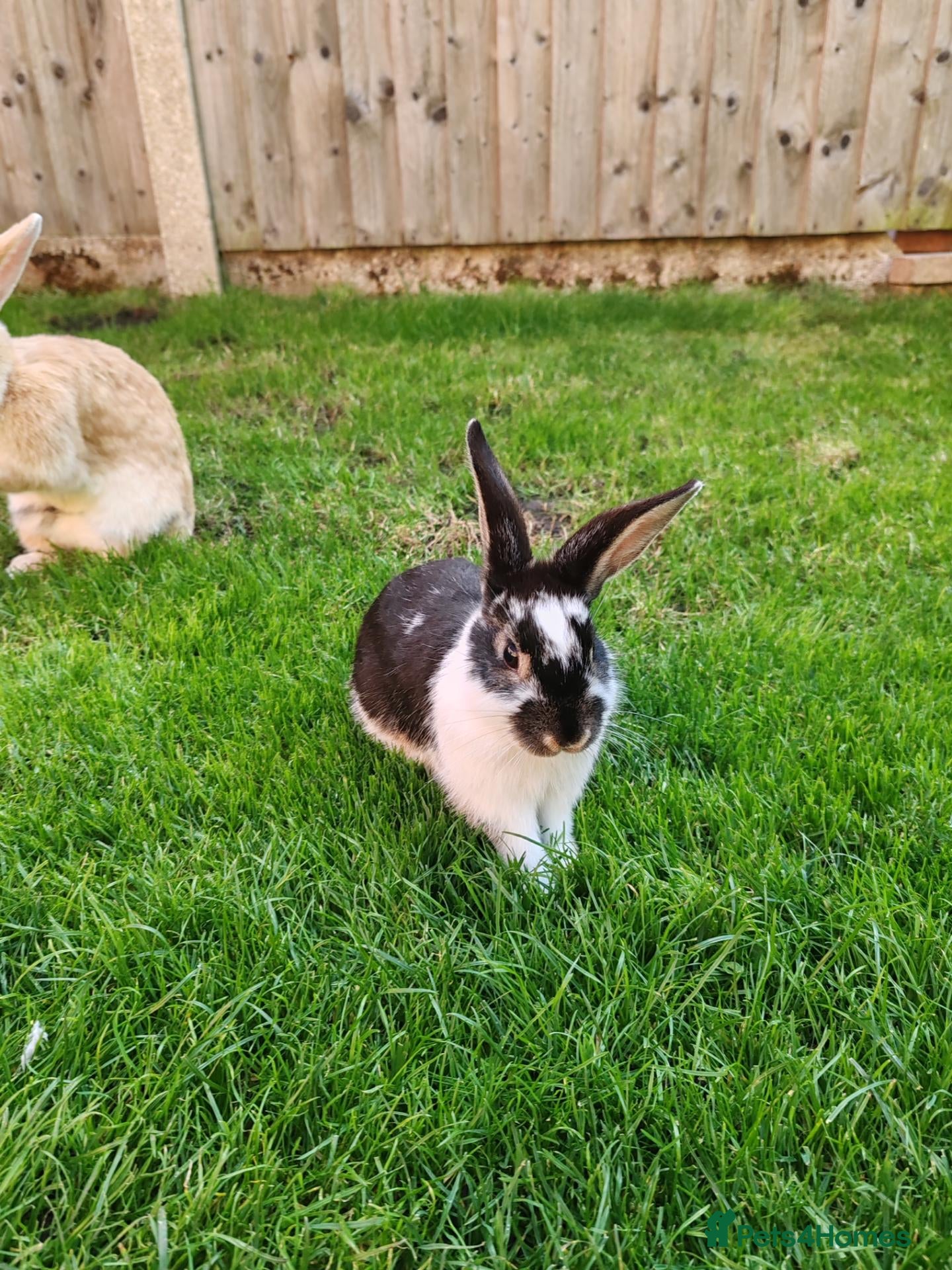 Flemish rabbits Beautiful baby rabbits  - Advert 13