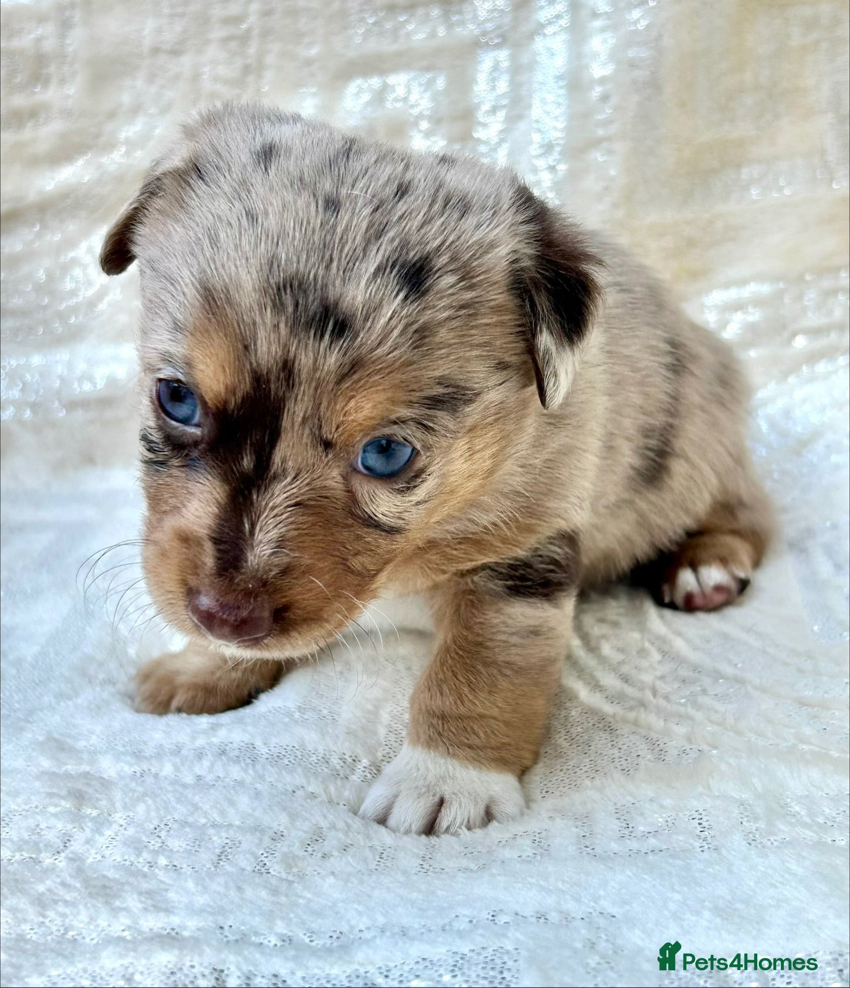 Mixed Breed dogs Stunning Jack Russell Pupps Merle, Chocolate & Red - Advert 1