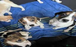 Beagle dogs for sale: Beautiful beagle puppies  - Image 6