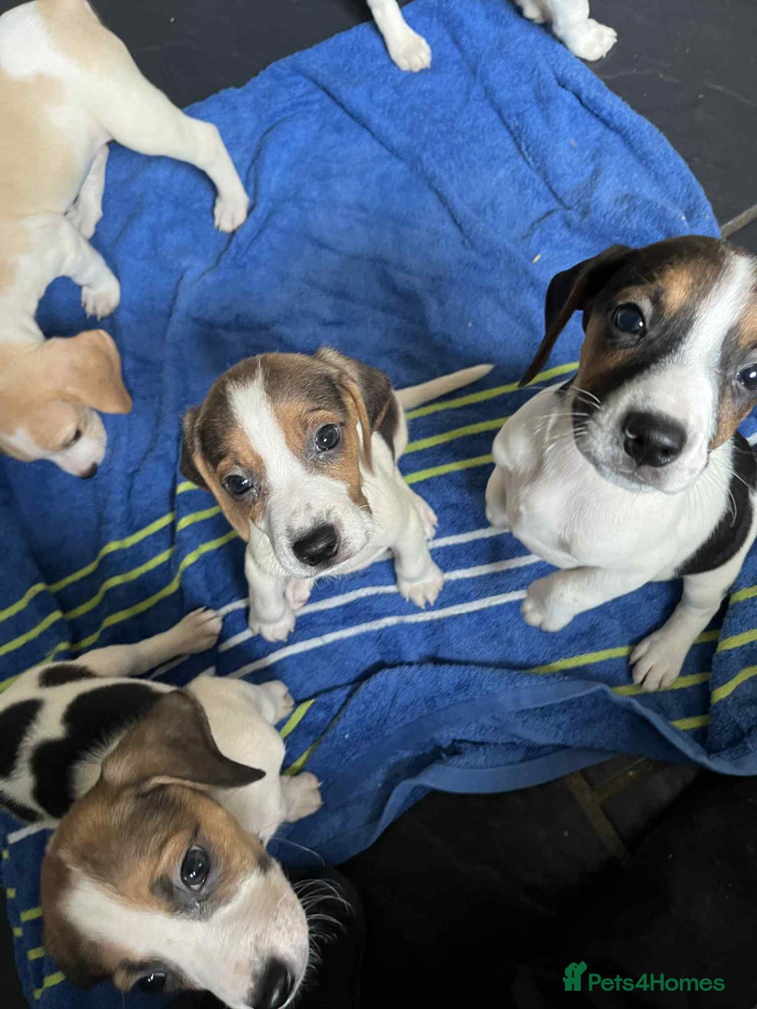 Beagle dogs for sale: Beautiful beagle puppies  - Image 6