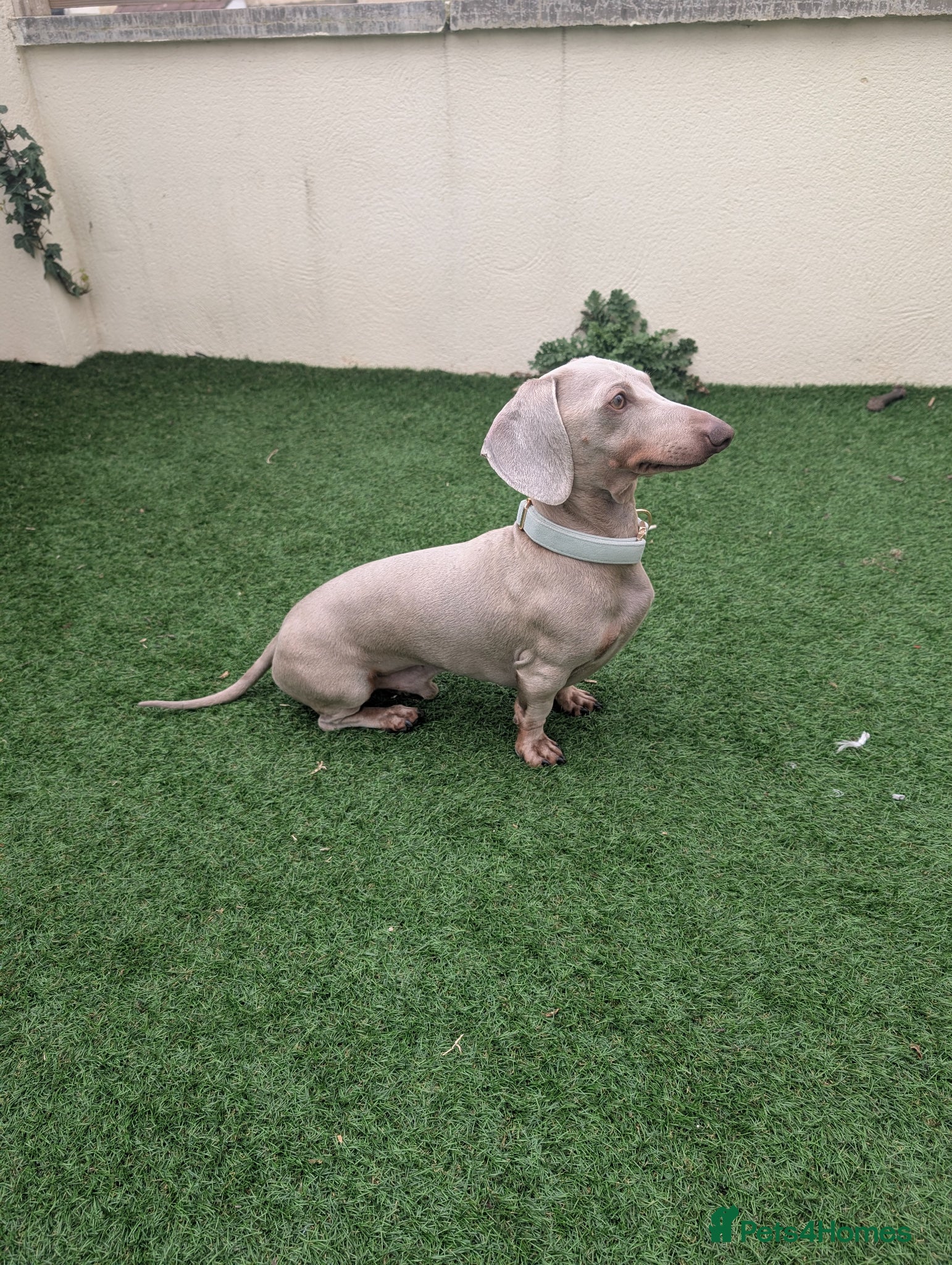 Dachshund dogs Isabella / Lilac & Tan 4.5kg Dachshund Stud  - Advert 10