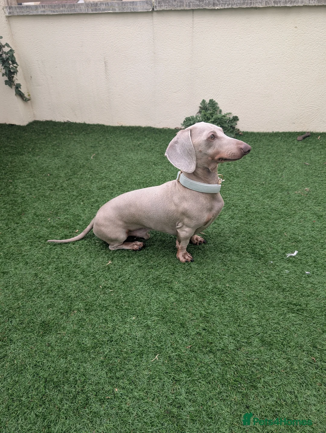 Dachshund dogs for stud: Isabella / Lilac & Tan 4.5kg Dachshund Stud  - Advert 1