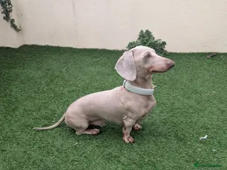 Dachshund dogs Isabella / Lilac & Tan 4.5kg Dachshund Stud - Advert 10