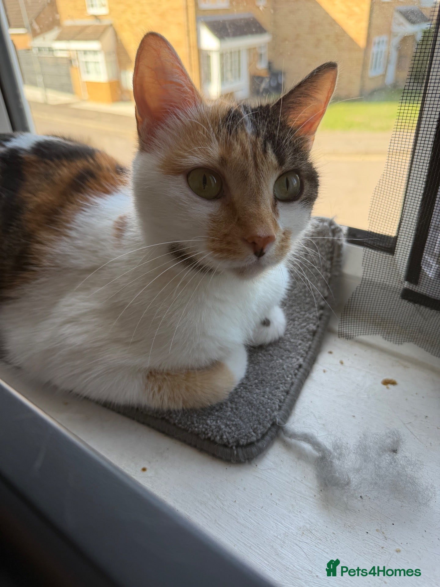 Mixed Breed cats FREE CAT!!! Polly! MUST go today! - Advert 2