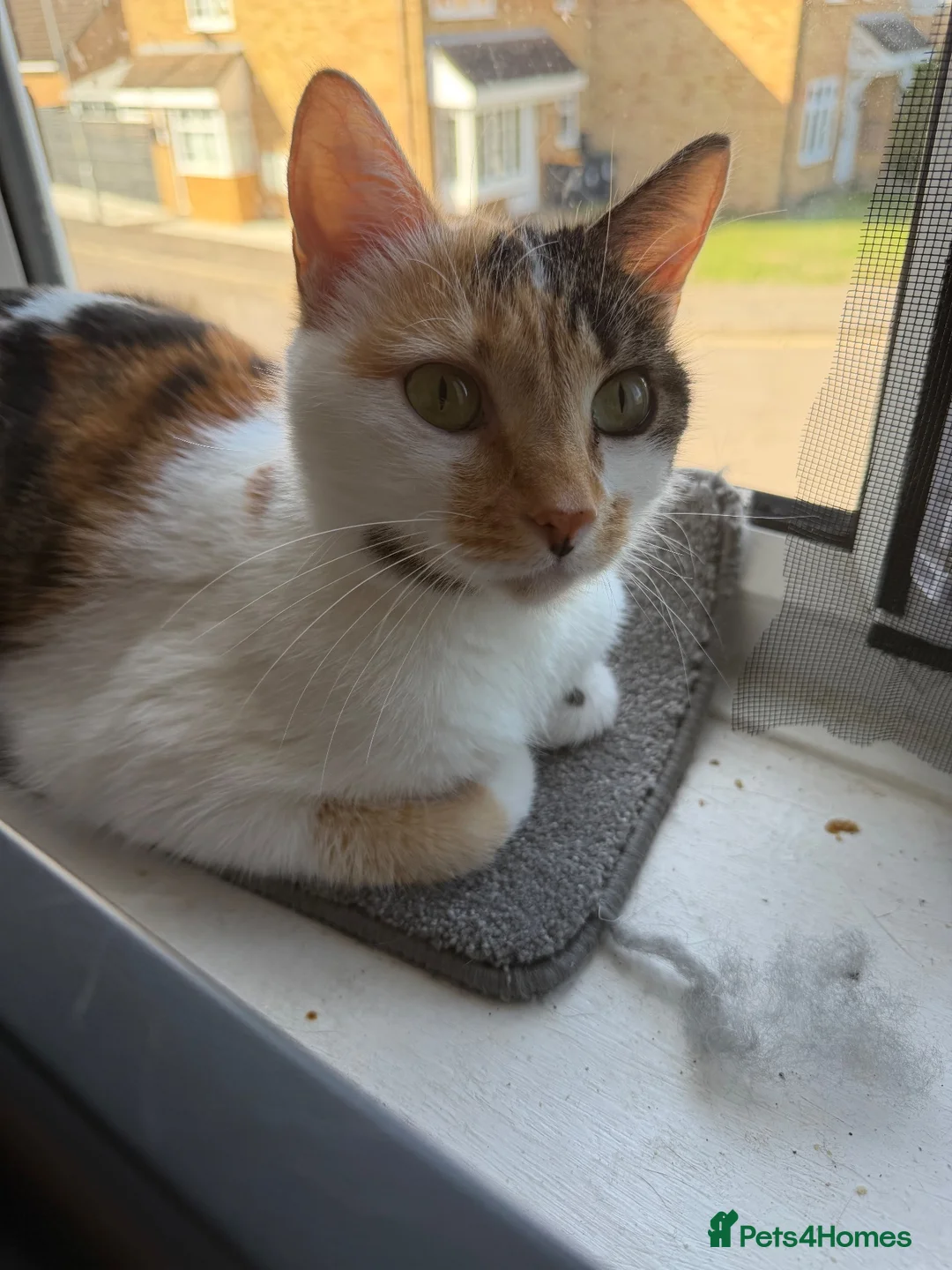 Mixed Breed cats for sale:  ** !!! Polly! MUST go today! in Milton Keynes - Advert 2