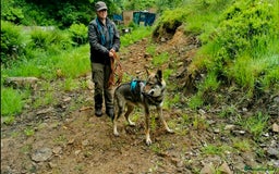 Saarloos Wolfdog dogs for sale: Sarloos wolfdog - Image 5