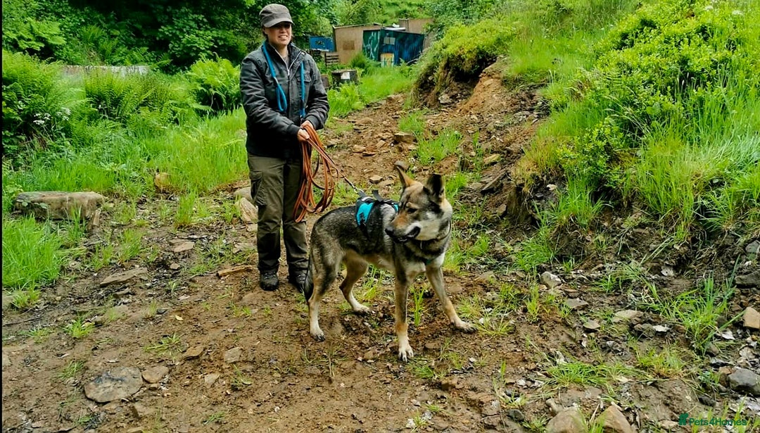 Saarloos Wolfdog dogs for sale: Sarloos wolfdog - Image 5