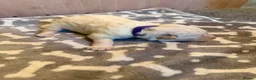 White Swiss Shepherd dogs for sale: Swiss white shepherds puppies  - Advert 33