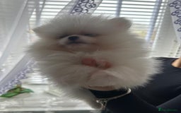 Pomeranian dogs for sale: Quality Pomeranian girls ready NOW ❤ - Image 6