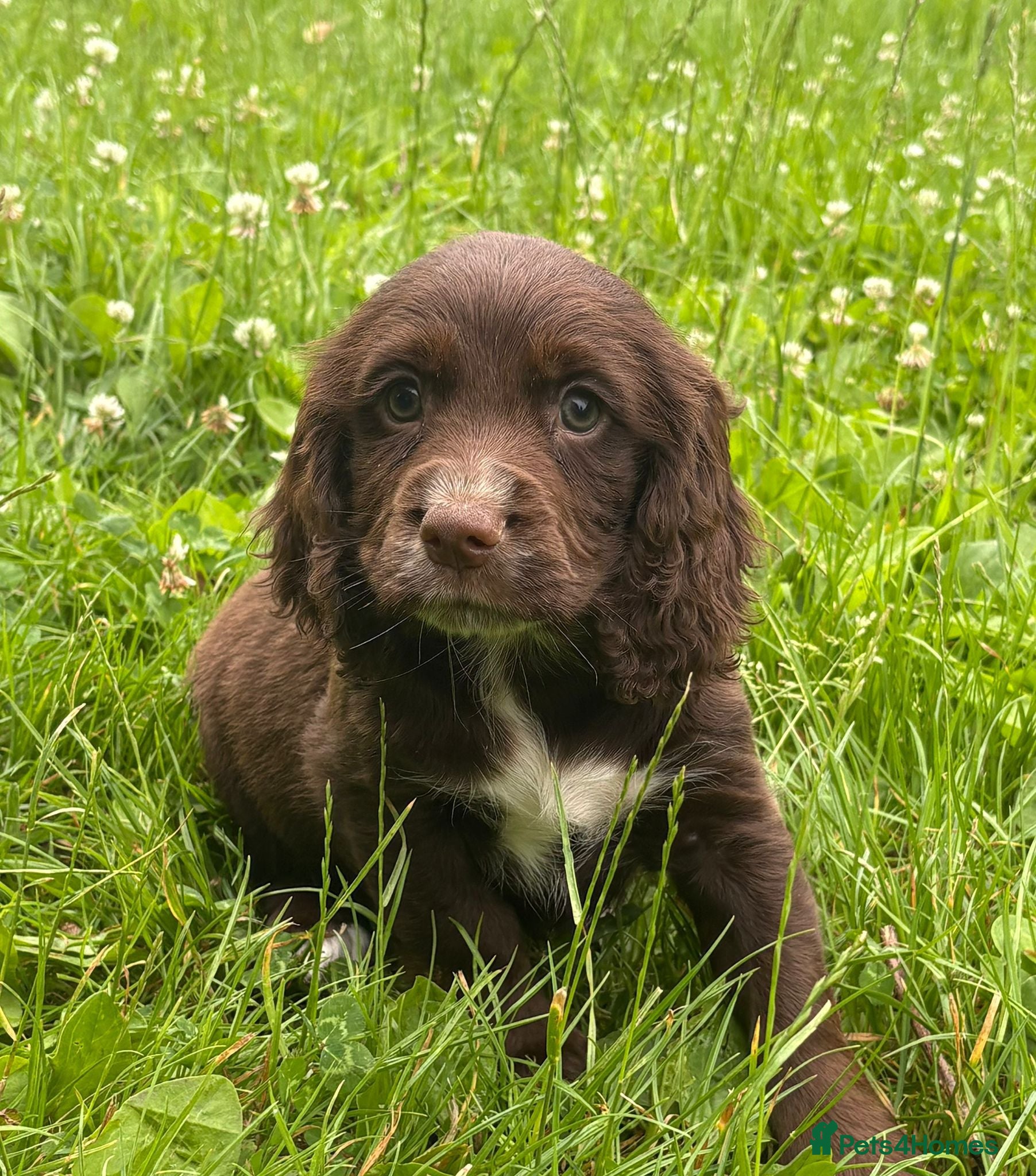 Cocker Spaniel dogs Cocker spaniel puppies - Advert 1