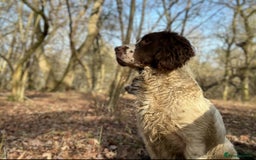 English Springer Spaniel dogs for sale: Beautiful litter of KC reg ESS - Image 5