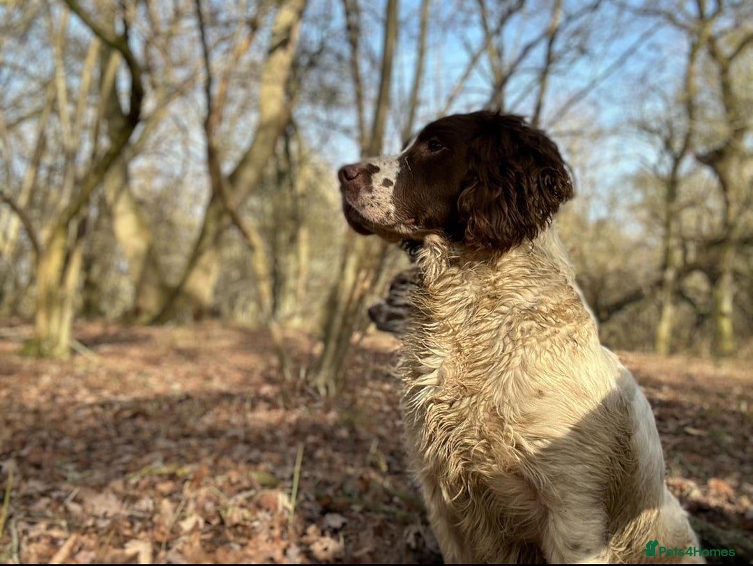 English Springer Spaniel dogs for sale: Beautiful litter of KC reg ESS - Image 5