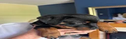 Rottweiler dogs for sale: Rottweiler puppies - Advert 17