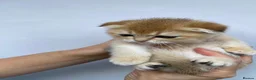 Scottish Fold cats for sale:  PUREBRED SCOTTISH FOLD GOLDEN CHINCHILLA KITTENS  - Advert 5