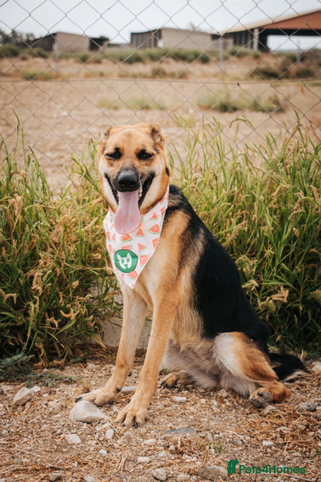Mixed Breed dogs for adoption: Robin - Image 1