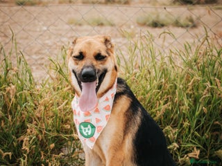 Mixed Breed dogs - Advert 10