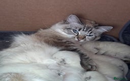 Ragdoll cats for sale: 5 Pure Ragdoll Kittens (7 Weeks Old) in Camborne - Image 6