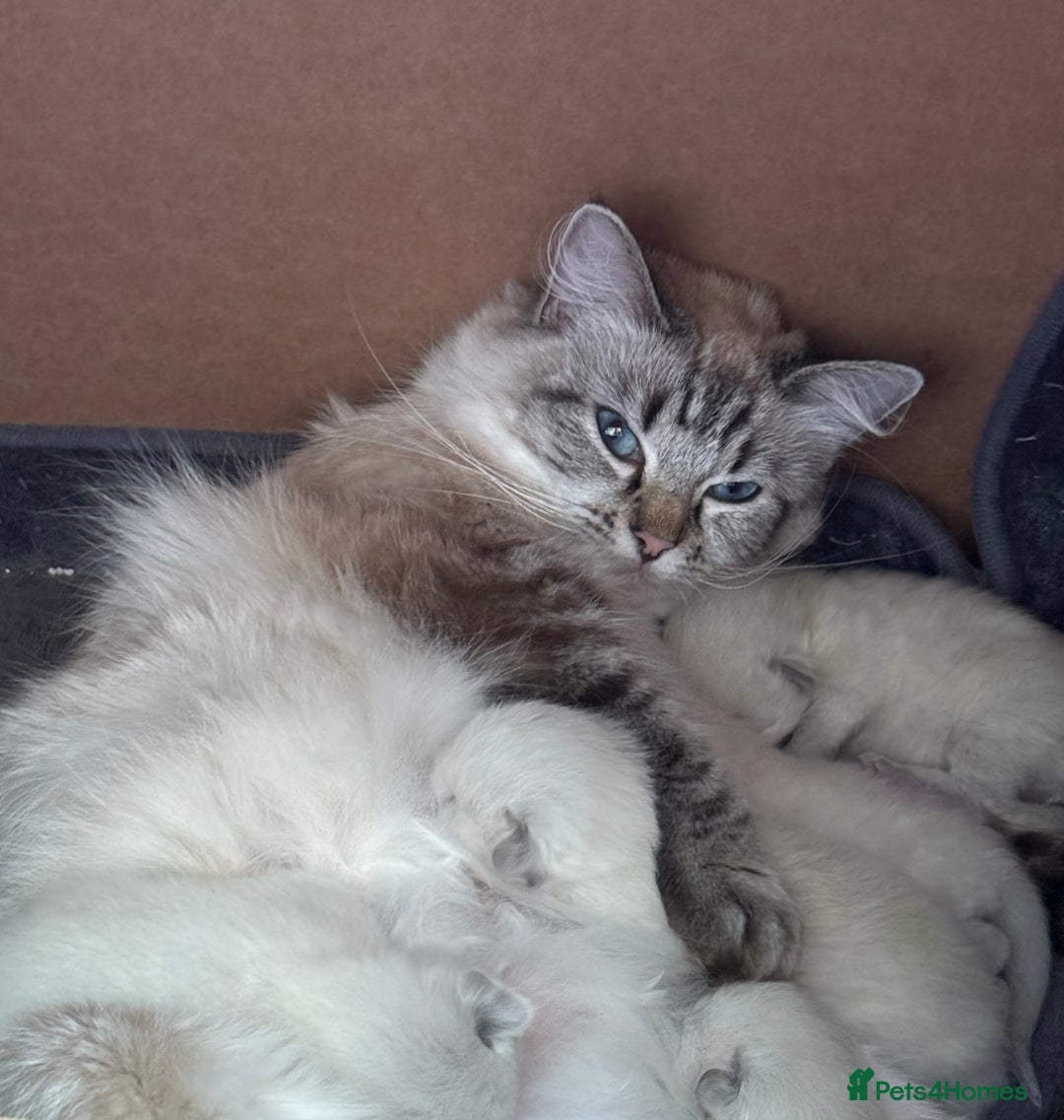 Ragdoll cats for sale: 5 Pure Ragdoll Kittens (7 Weeks Old) in Camborne - Image 6