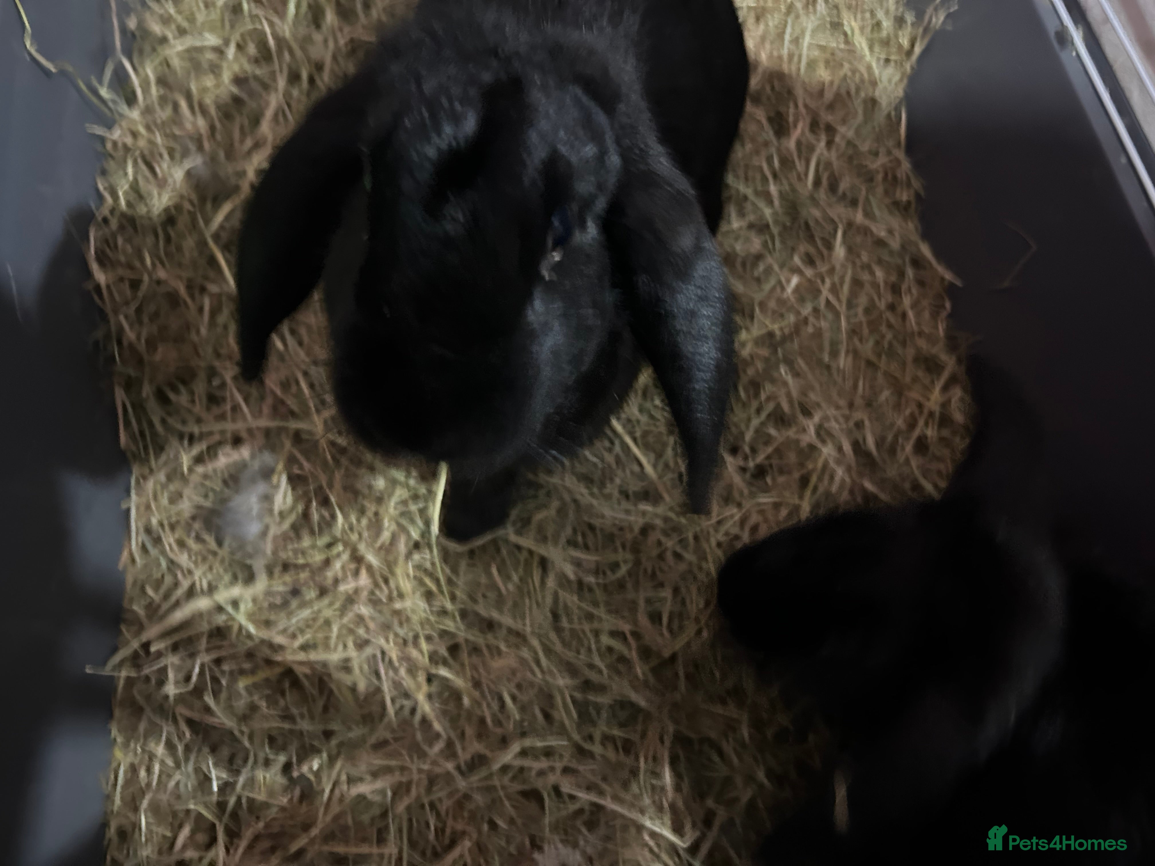 French Lop rabbits Rehoming 2 female rabbits  - Advert 1