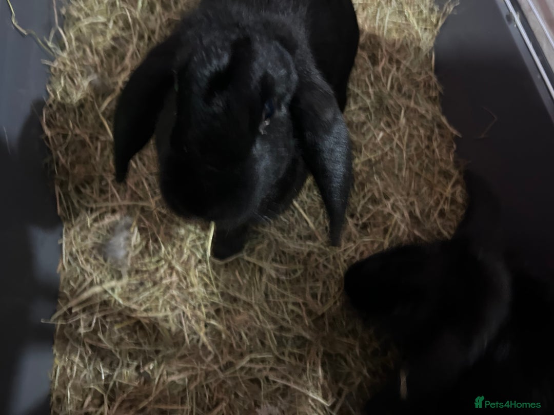 French Lop rabbits for sale: Rehoming 2 female rabbits  - Advert 1