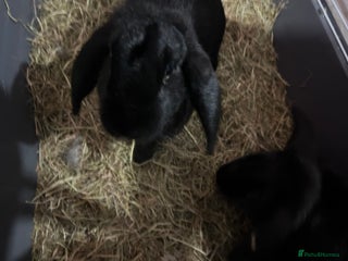 French Lop rabbits Rehoming 2 female rabbits - Advert 2