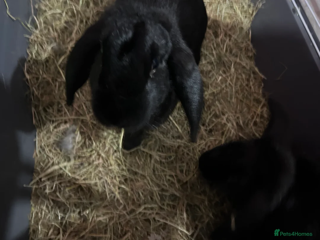 French Lop rabbits for sale: Rehoming 2 female rabbits  - Advert 1