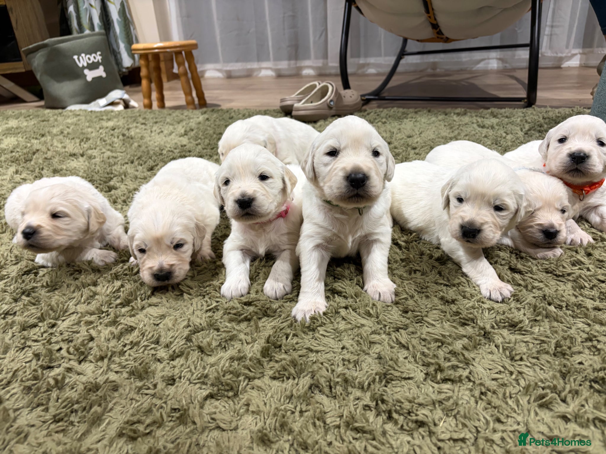 Golden Retriever dogs KC registered golden retriever puppies for sale - Advert 2