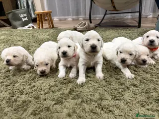 Golden Retriever dogs KC registered golden retriever puppies for sale - Advert 2