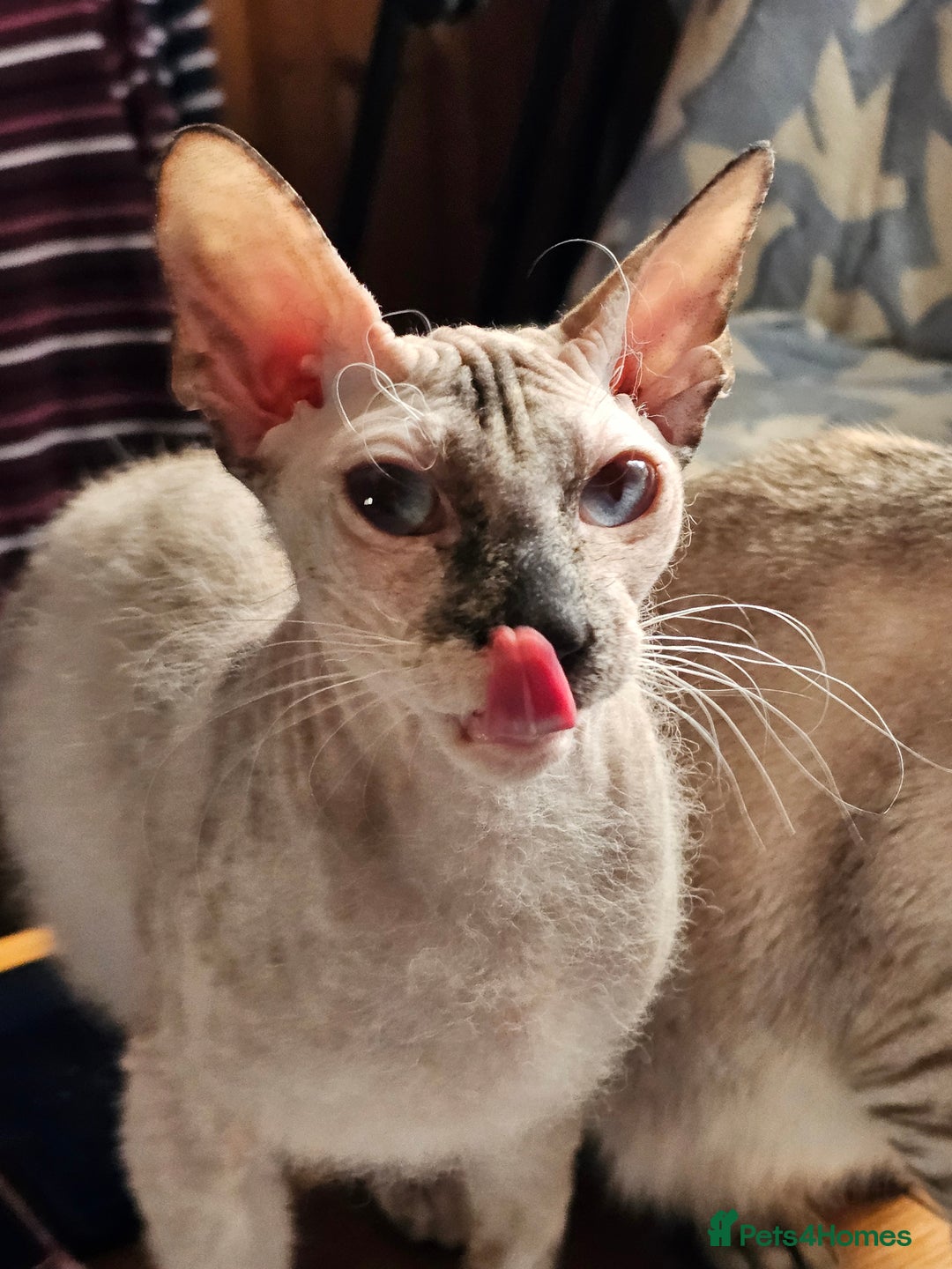 Sphynx cats for sale: Sphynx x Siamese kittens - Advert 2