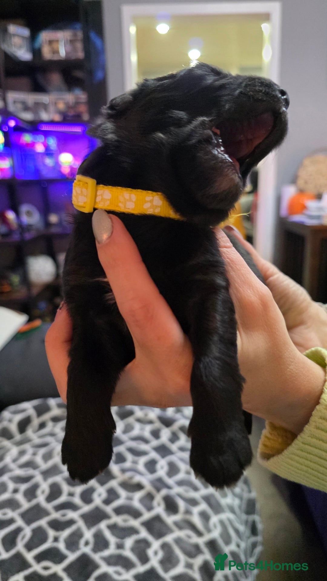 German Shepherd dogs for sale: Amazing german shepherd puppies for rehousing  - Advert 11