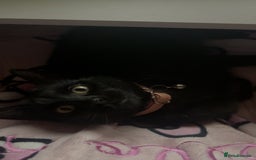 Mixed Breed cats for sale: Paired black cats for rehoming *Must go together* - Image 3
