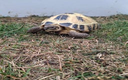 Tortoise reptiles for sale: Shelby - Image 7