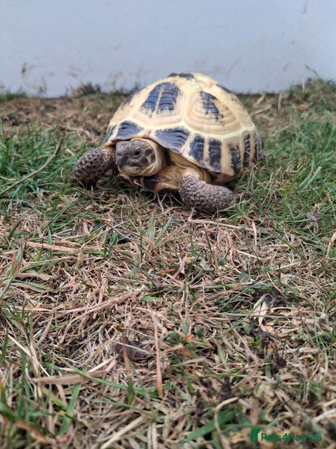 Tortoise reptiles for sale: Shelby - Image 7