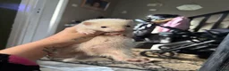 Ferret rodents for sale: baby ferrets  in Pontefract - Advert 7