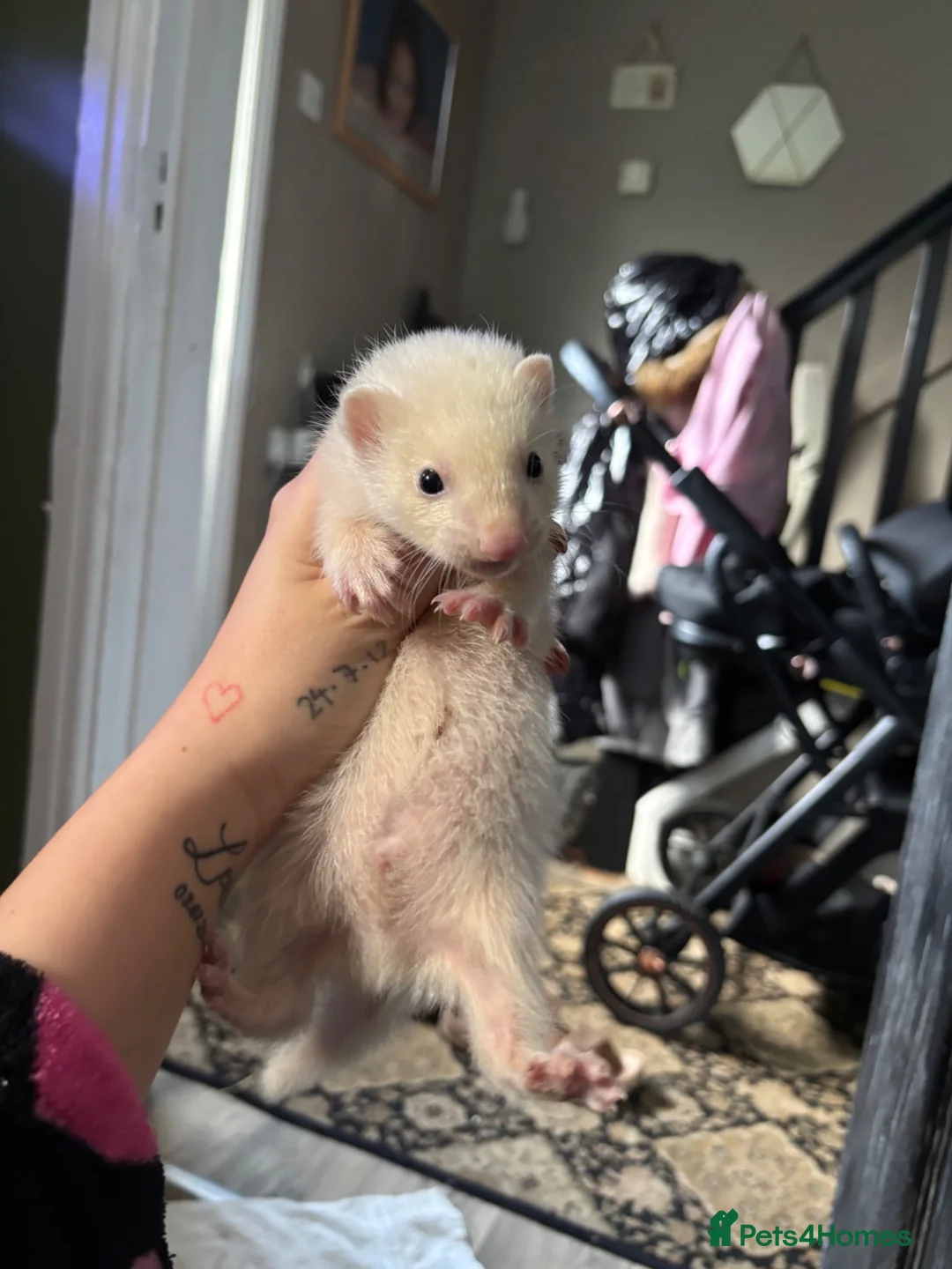 Ferret rodents for sale: baby ferrets  in Pontefract - Advert 7