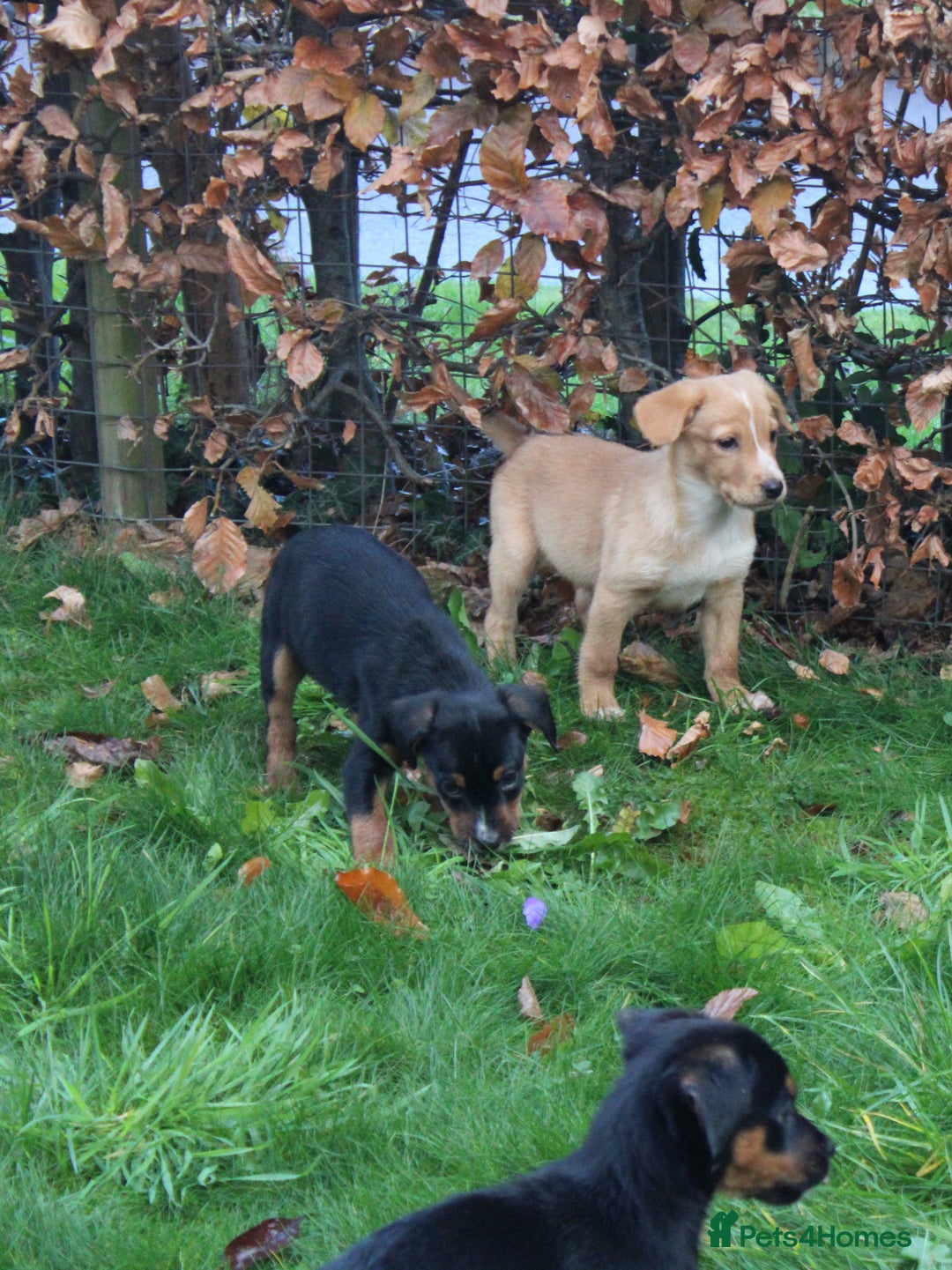 Mixed Breed dogs for sale: Cocker x Kelpie Puppies - Advert 7