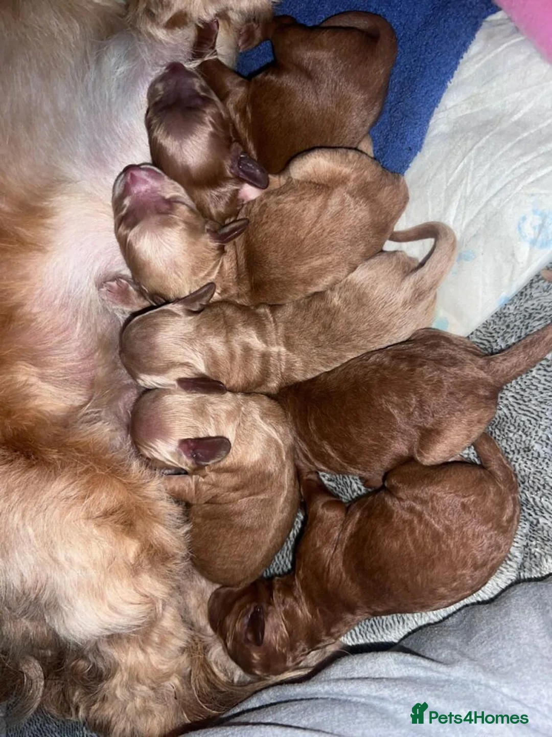 Cockapoo dogs for stud: 100% Proven F1 Fox Red Cockapoo, Stud only in Kirkcaldy - Advert 22