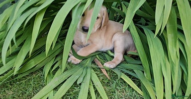 Labrador Retriever dogs in Kinross - Advert 2