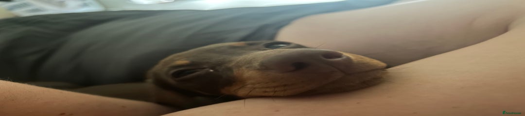 Miniature Dachshund Puppy 1